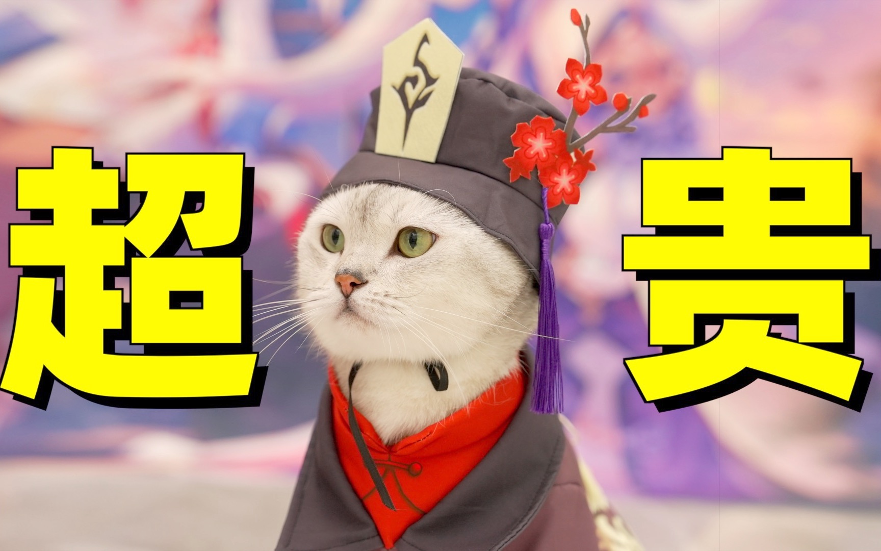 猫的衣服越来越贵了!几百块就买层布?哔哩哔哩bilibili