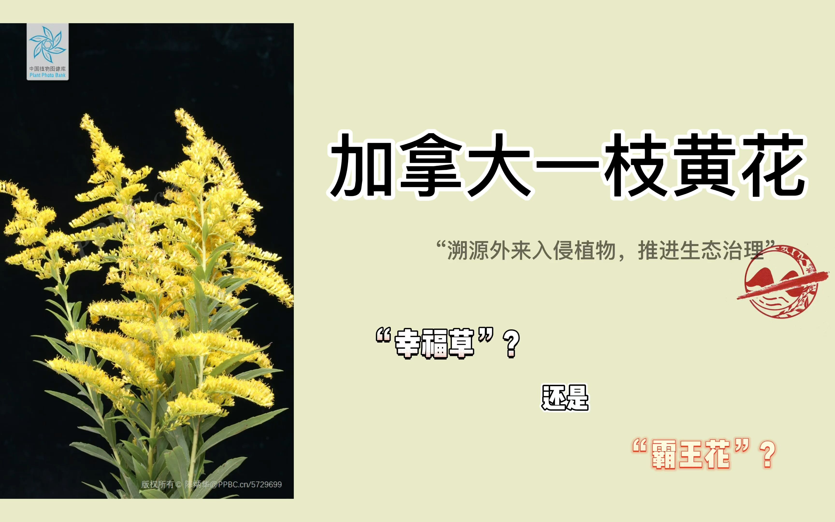 外来入侵植物——加拿大一枝黄花你了解吗?哔哩哔哩bilibili