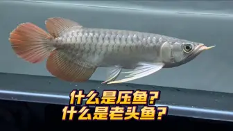 Descargar video: 常常有很多鱼友问到什么是压鱼？什么是老头鱼？这期视频一一捷答#龙鱼 #红龙#水族#观赏鱼#金龙＃水族爱好者 #热带鱼