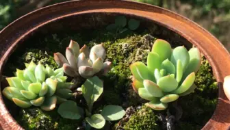 多肉植物断了怎么办 小达达 多肉2分种 S07e48 哔哩哔哩 Bilibili