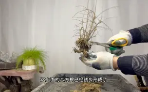 一本丛林小品朴树盆景，冬季如何修剪换盆？简单实用！赶紧看看