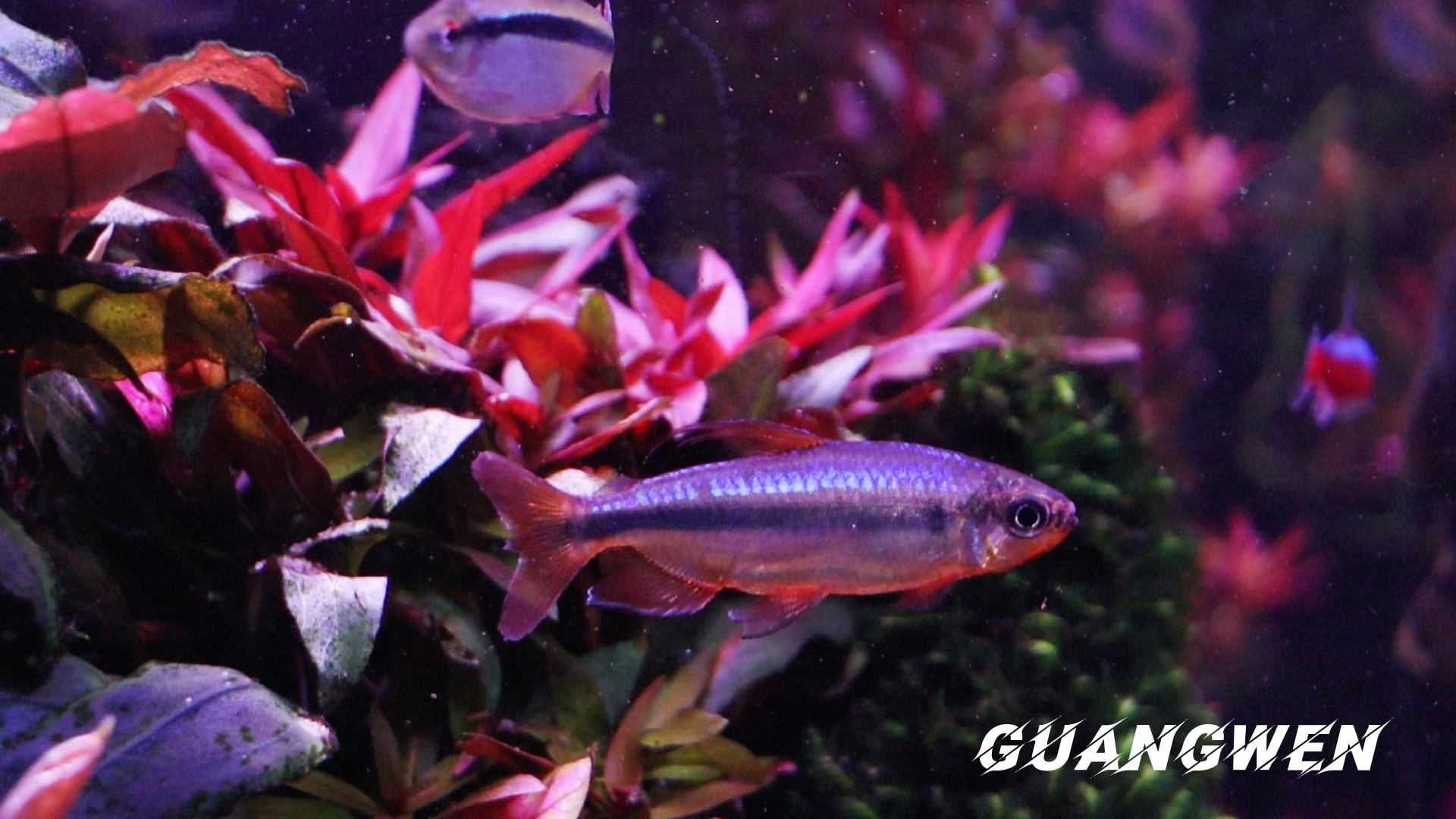 樱桃火焰刚果灯鱼刚到几天不知道会不会退色