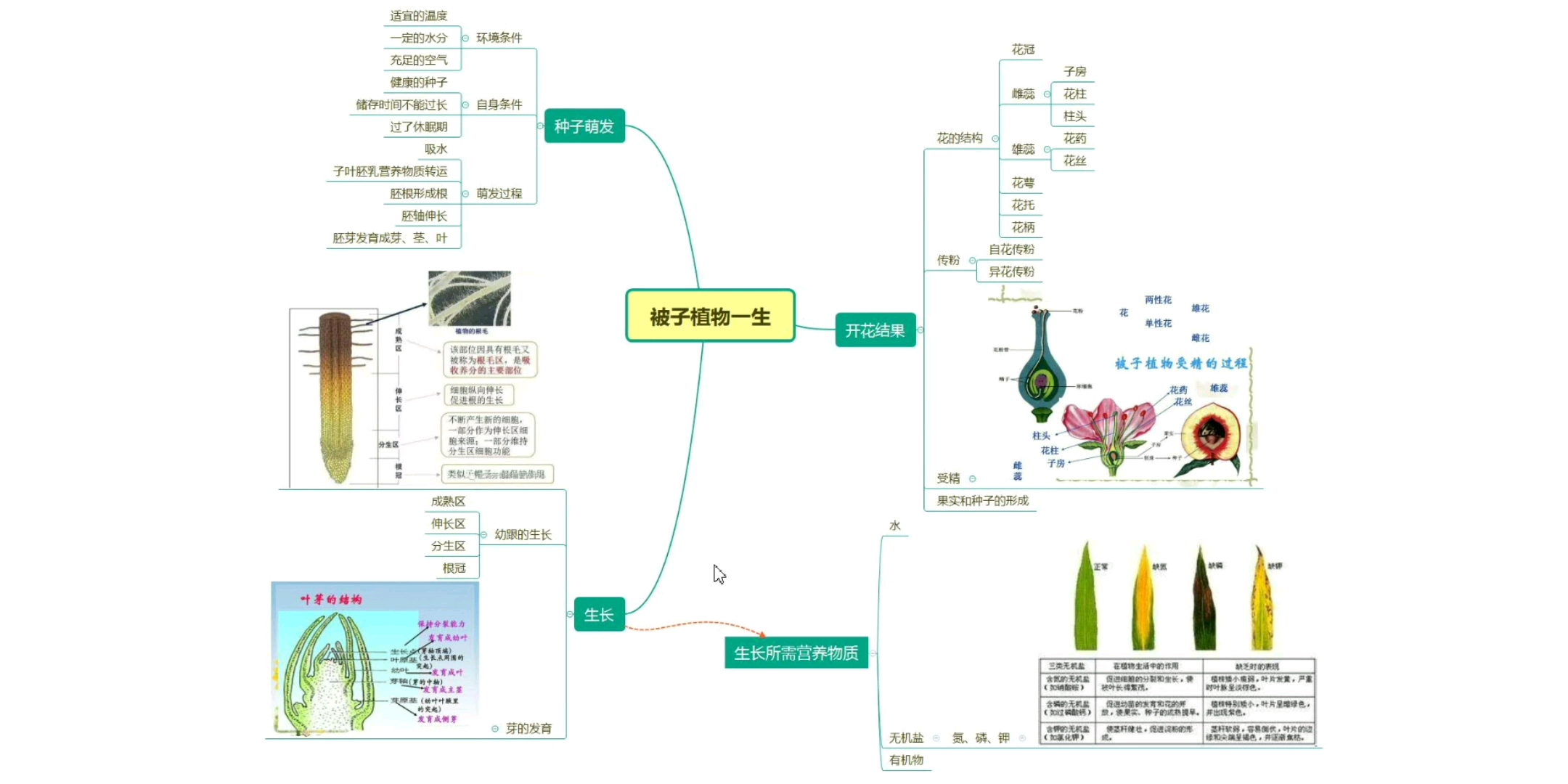 初中生物被子植物的一生哔哩哔哩bilibili