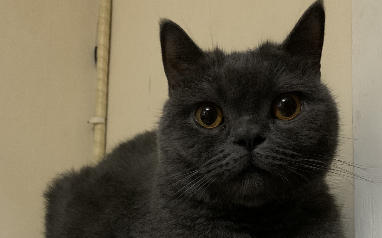 被摸手的黑毛猪能有多可爱(2961 . 6129)