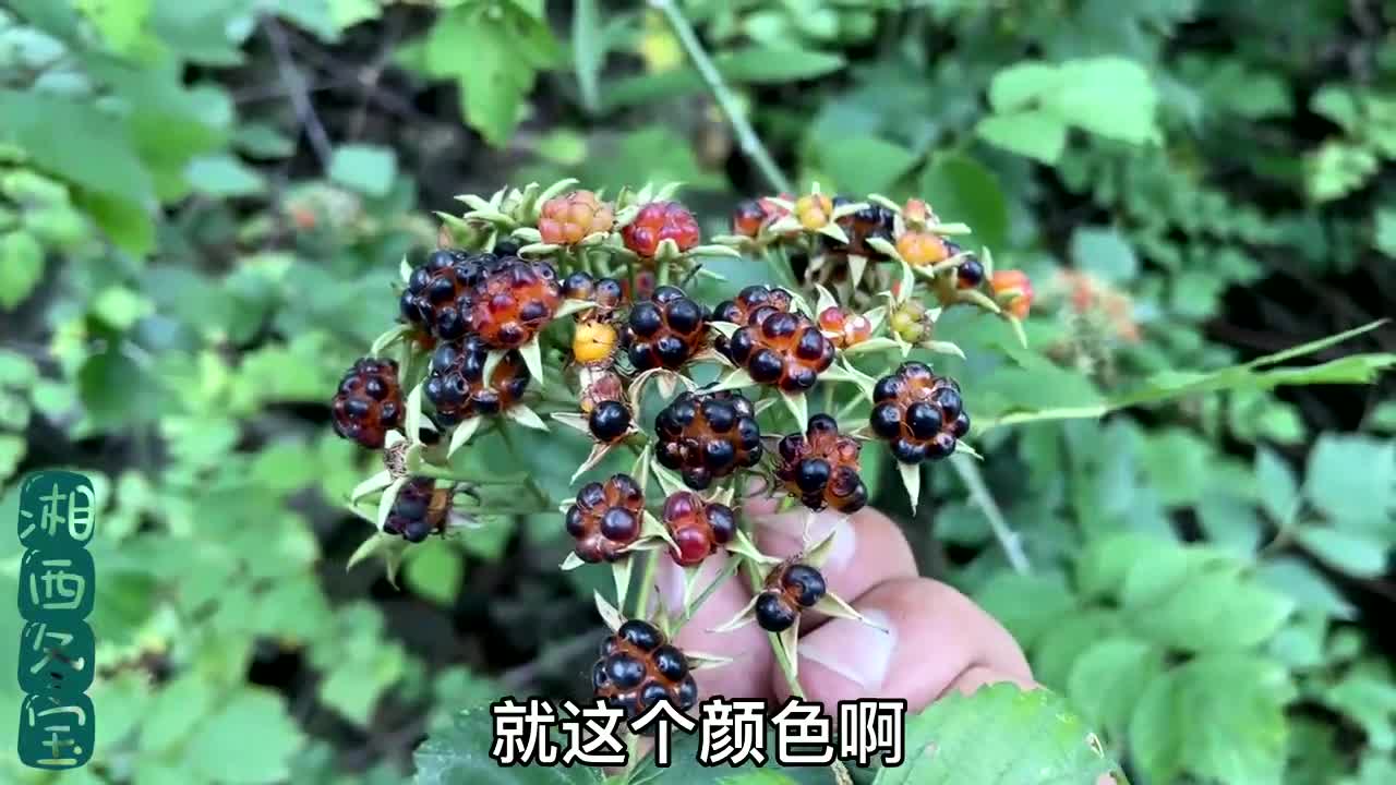 端午时节,湘西大山又到吃野果的季节,冬宝摘了一把,吃起来真爽