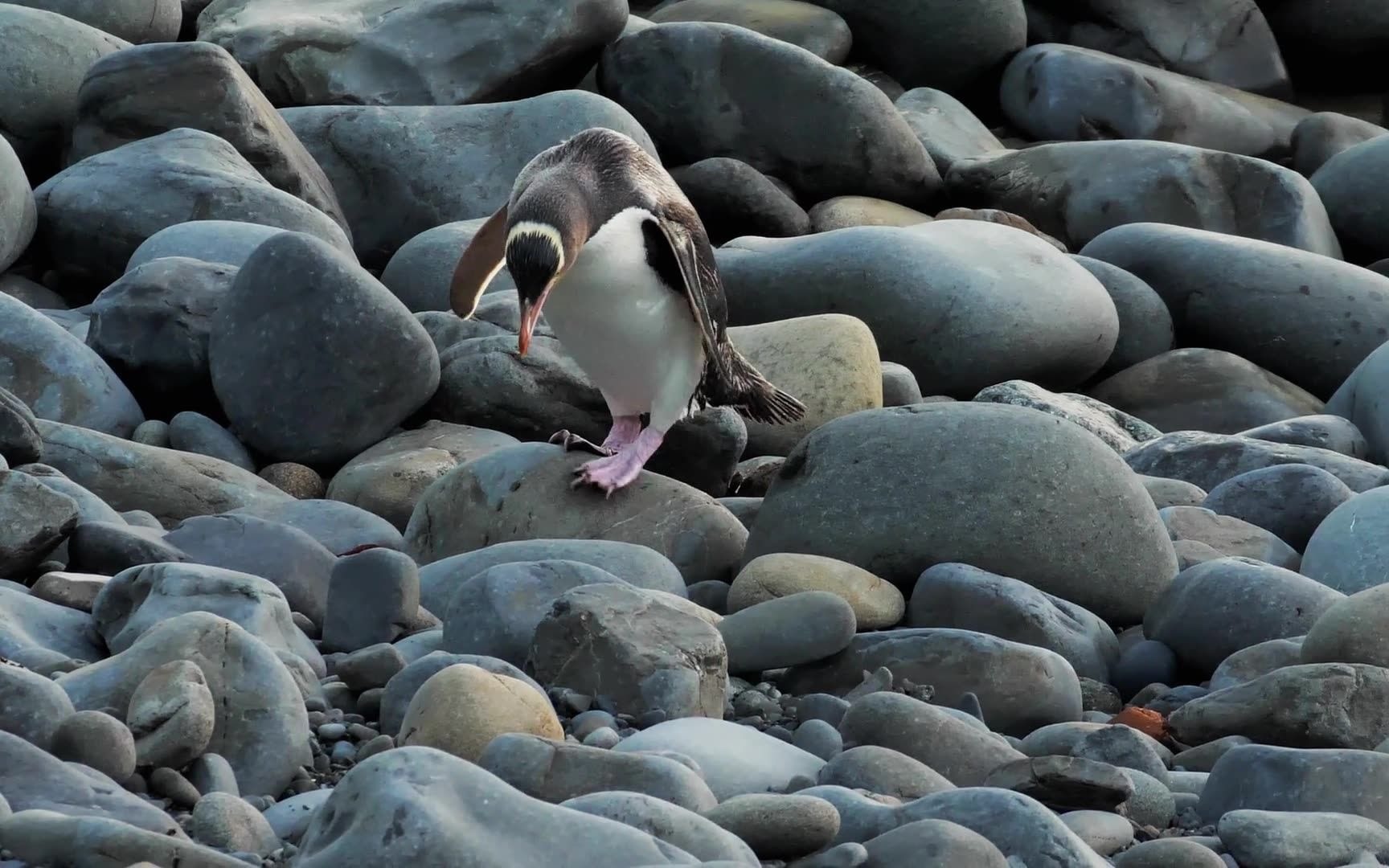 新西兰的黄眼企鹅