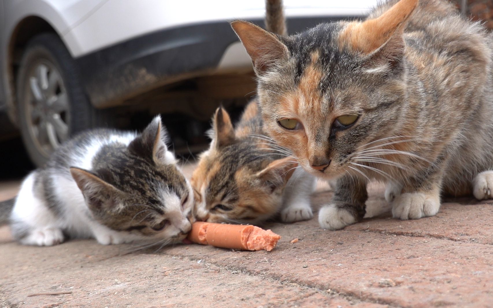 农村小奶猫第一次吃香肠大口吞咽恨不得一口吃掉它