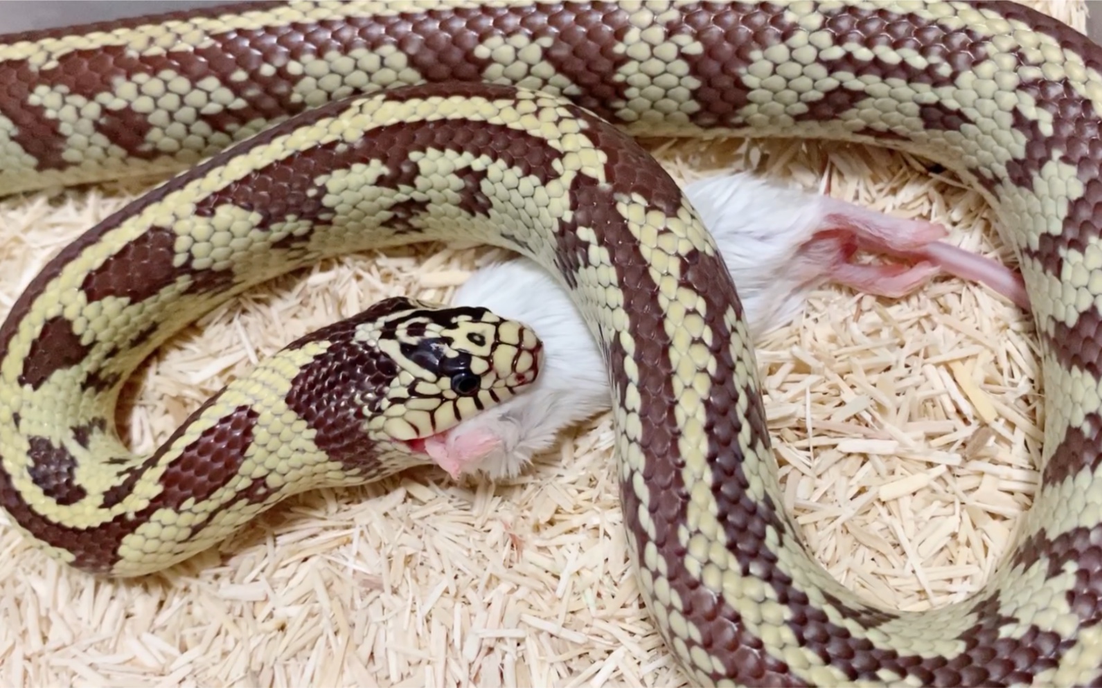 活动作品加州王蛇巧克力香蕉的进食