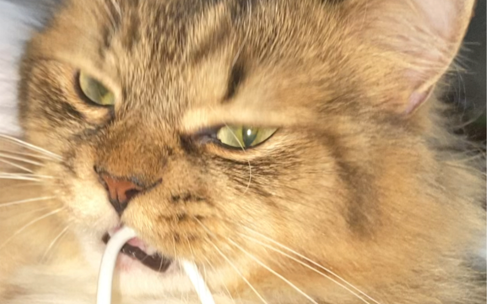 活动作品需要电击的臭猫