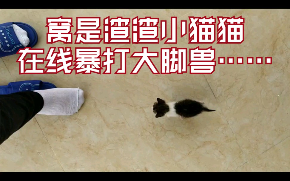 流浪猫日常〕小奶猫在线暴打大脚兽~恰恰什么的,等我打完再说_哔哩
