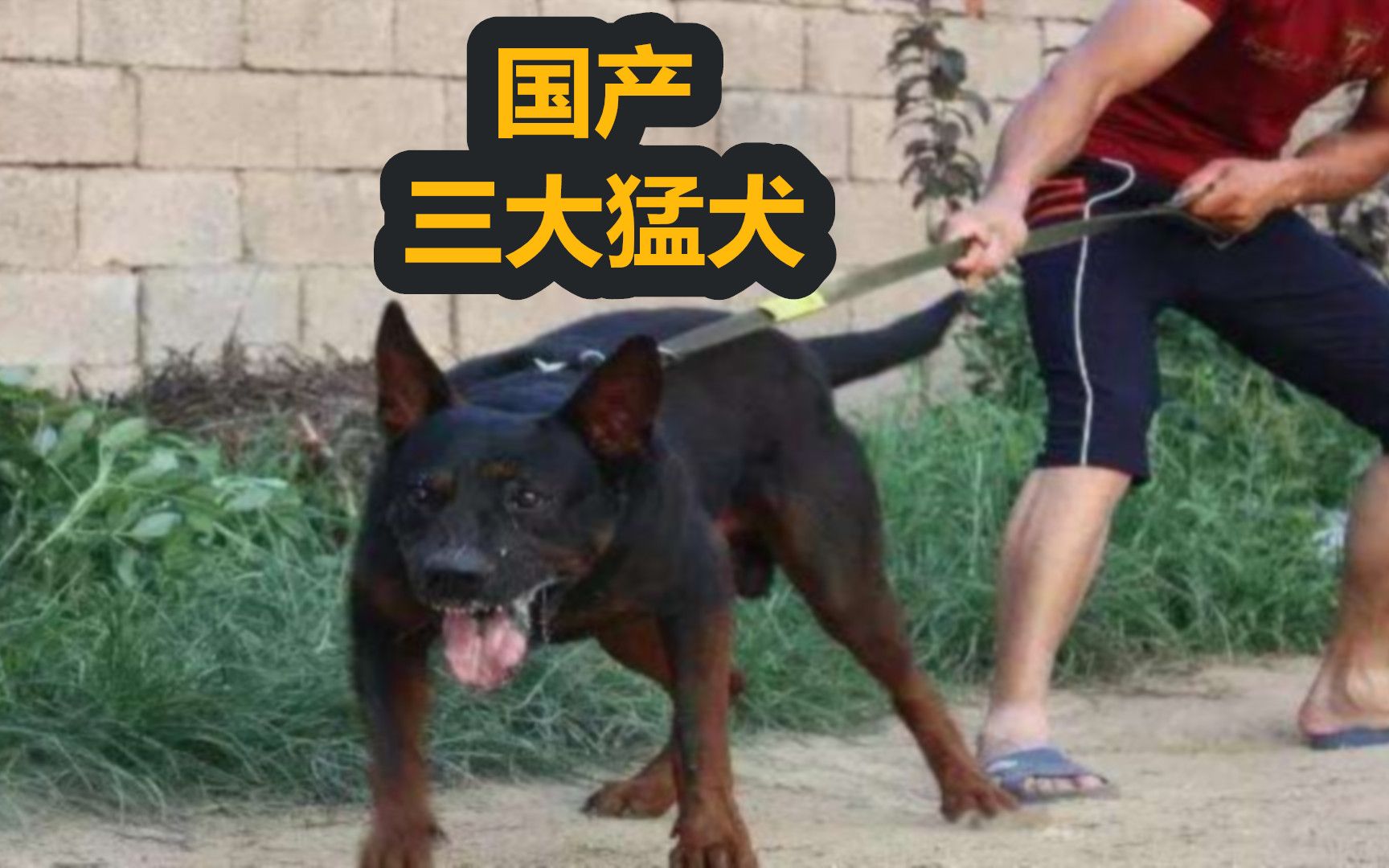 国产三大猛犬第一莱州红犬,第二蒙古獒,第三很多人不认识哔哩哔哩bilibili