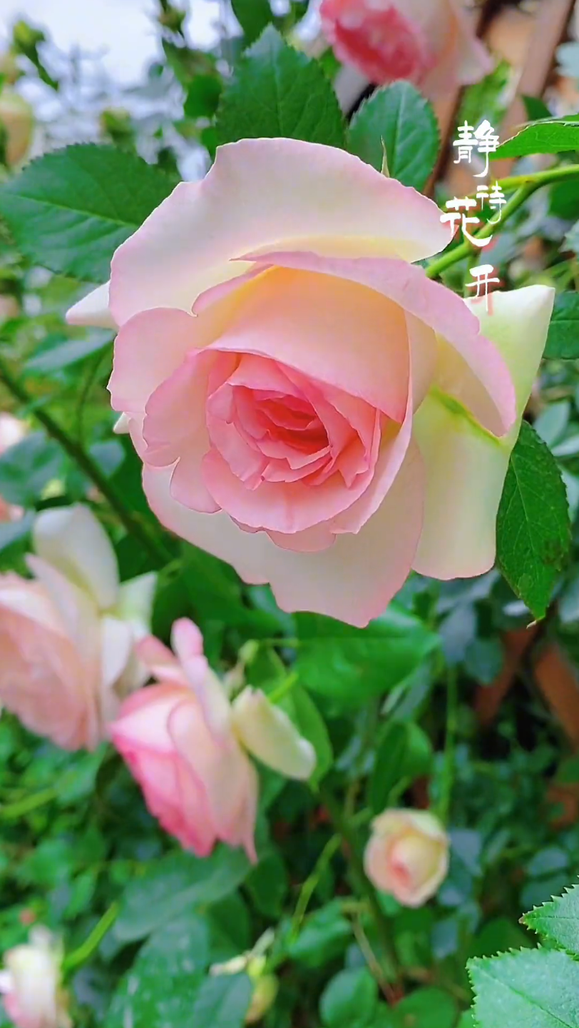 属于你的春天#好看的花一定要分享给你 #想看看你相册里的花花