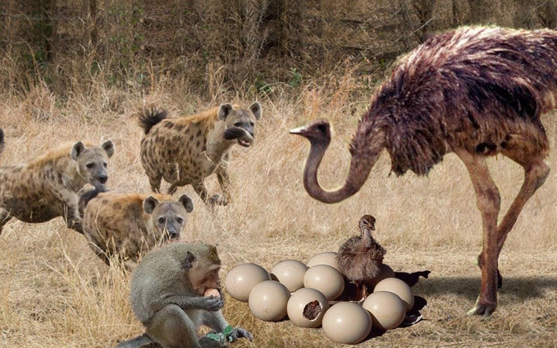 刚出生的鸵鸟宝宝被鬣狗发现,正准备下嘴,鸵鸟妈妈火速前往营救_哔哩