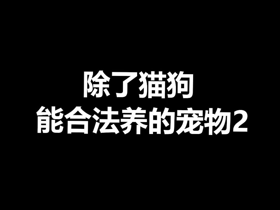 [图]宠物冷知识：除了猫狗还有哪些优秀的宠物可以养，今天来第二期