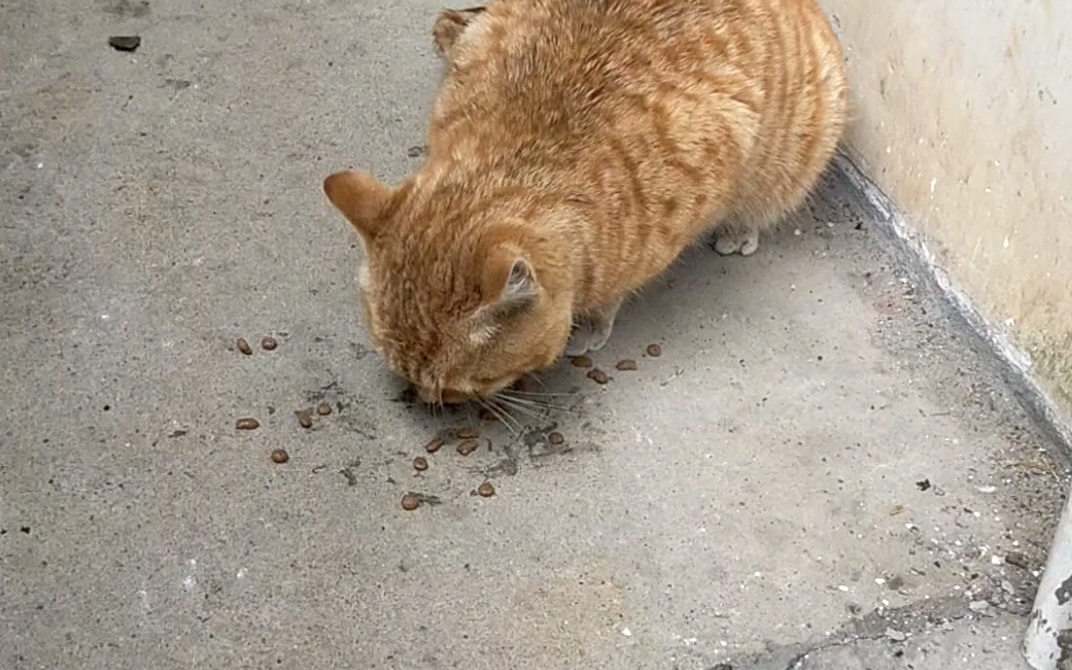 茹猫于哞yumou灵异事件:B站小号被营销号盗号评论刷弹幕,唉呀@必剪.小橘猫吃猫粮.哔哩哔哩bilibili