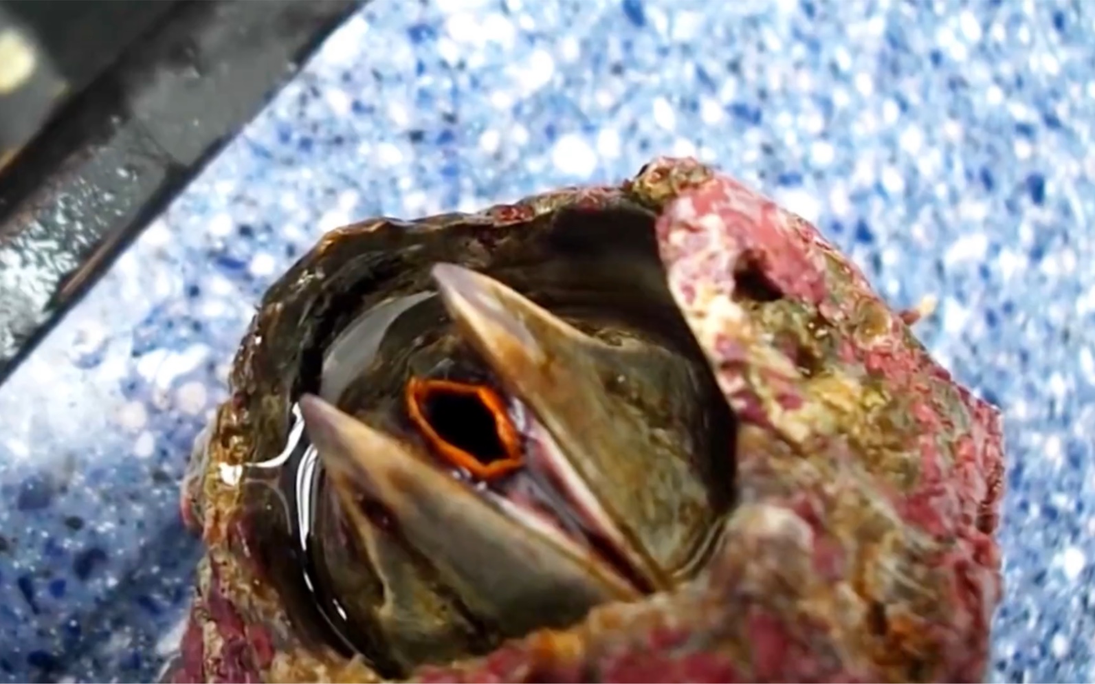 一只乌龟后背长满了藤壶,幸亏遇到救援小哥