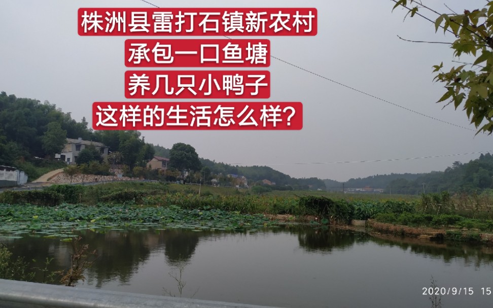 株洲县雷打石镇新农村,承包一鱼塘,养几只小鸭子的生活怎么样?哔哩哔哩bilibili