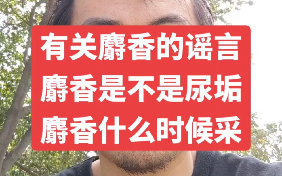 麝香到底是什么东西?是不是尿垢?每年什么时候采取麝香?哔哩哔哩bilibili