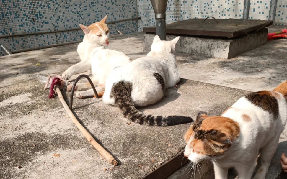 [图]大学中的流浪猫，弃猫