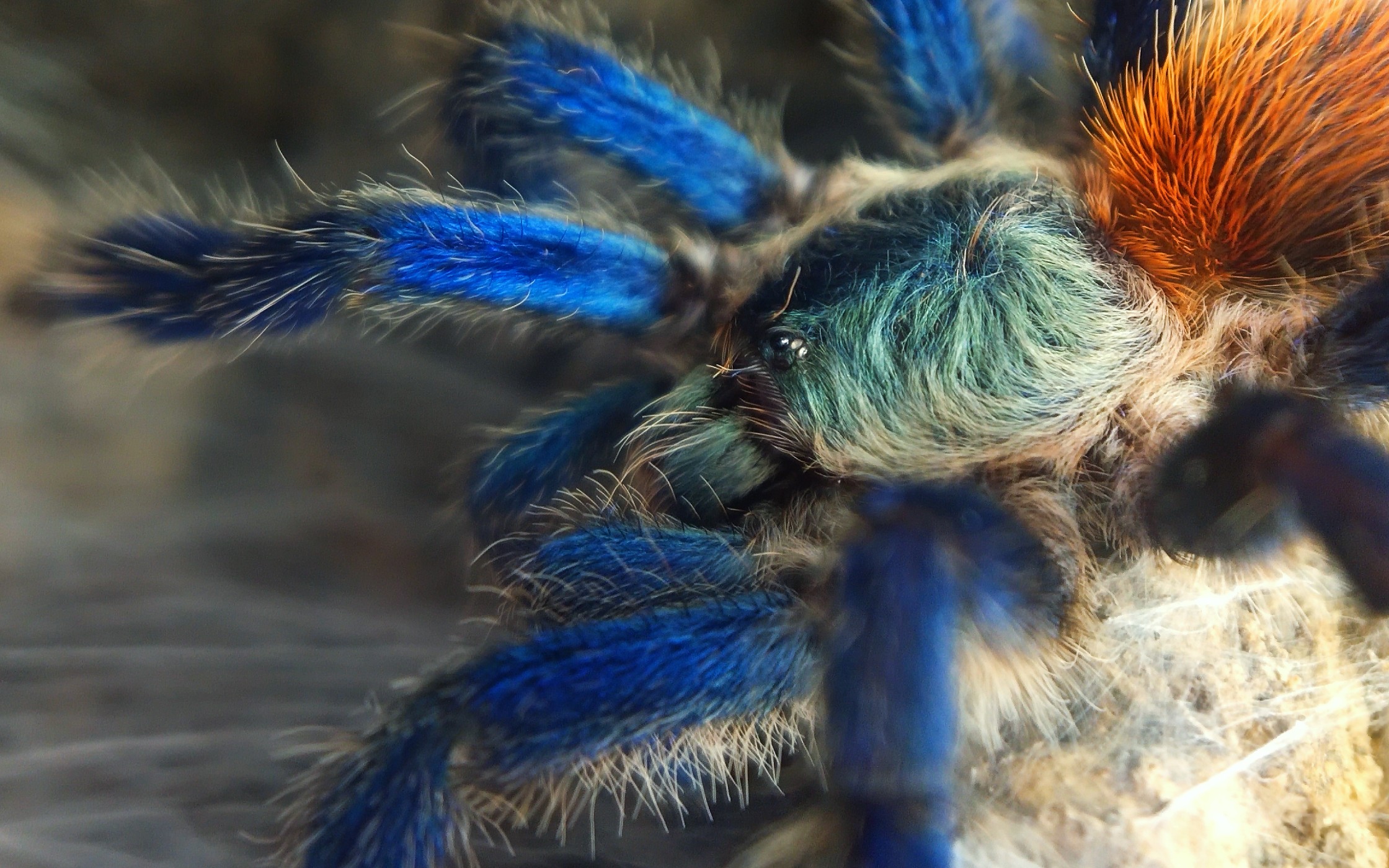 巴西蓝丝绒拆蛋超级可爱的蓝色蜘蛛内有福利呦