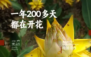 Télécharger la video: 一年200多天都在开花的植物，地涌金莲