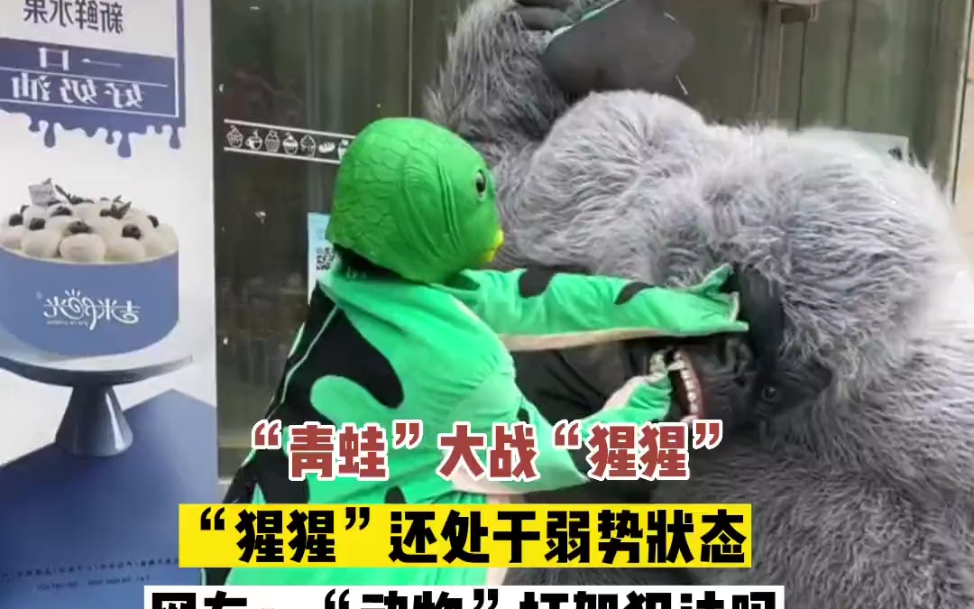 "青蛙"大战"猩猩","猩猩"还处于弱势状态 网友:"动物"打架犯法吗