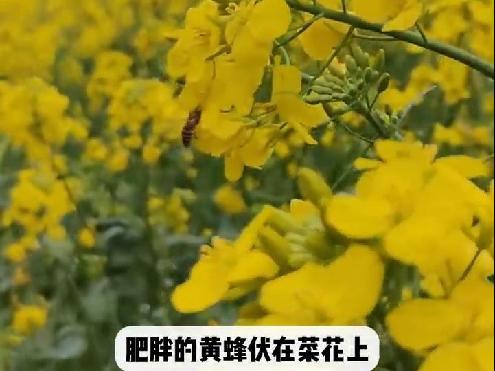 女生结伴游鲁迅故里,背诵《从百草园到三味书屋》,景色跟课文对上了.哔哩哔哩bilibili