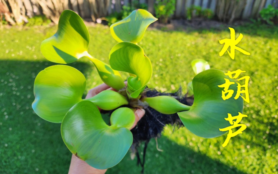 Sophie's Garden 美丽的水生植物水葫芦 Water hyacinth哔哩哔哩bilibili