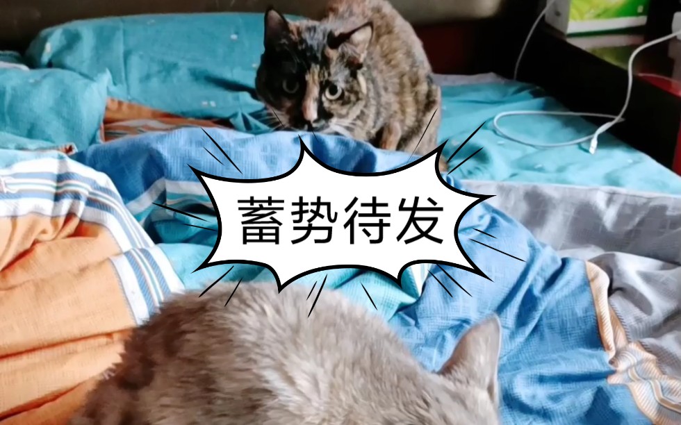 猫咪日记3 两猫打架斗殴哔哩哔哩bilibili