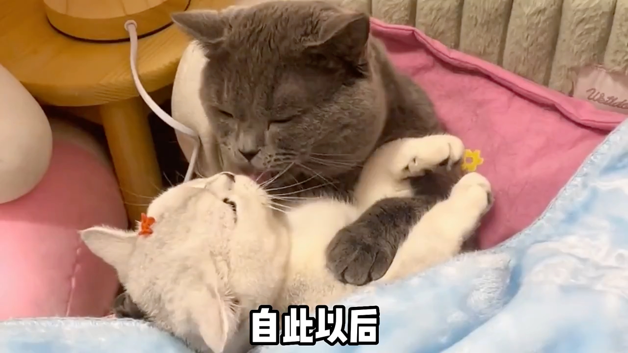 猫界恩爱天花板,蓝猫实力甜宠银渐层哔哩哔哩bilibili