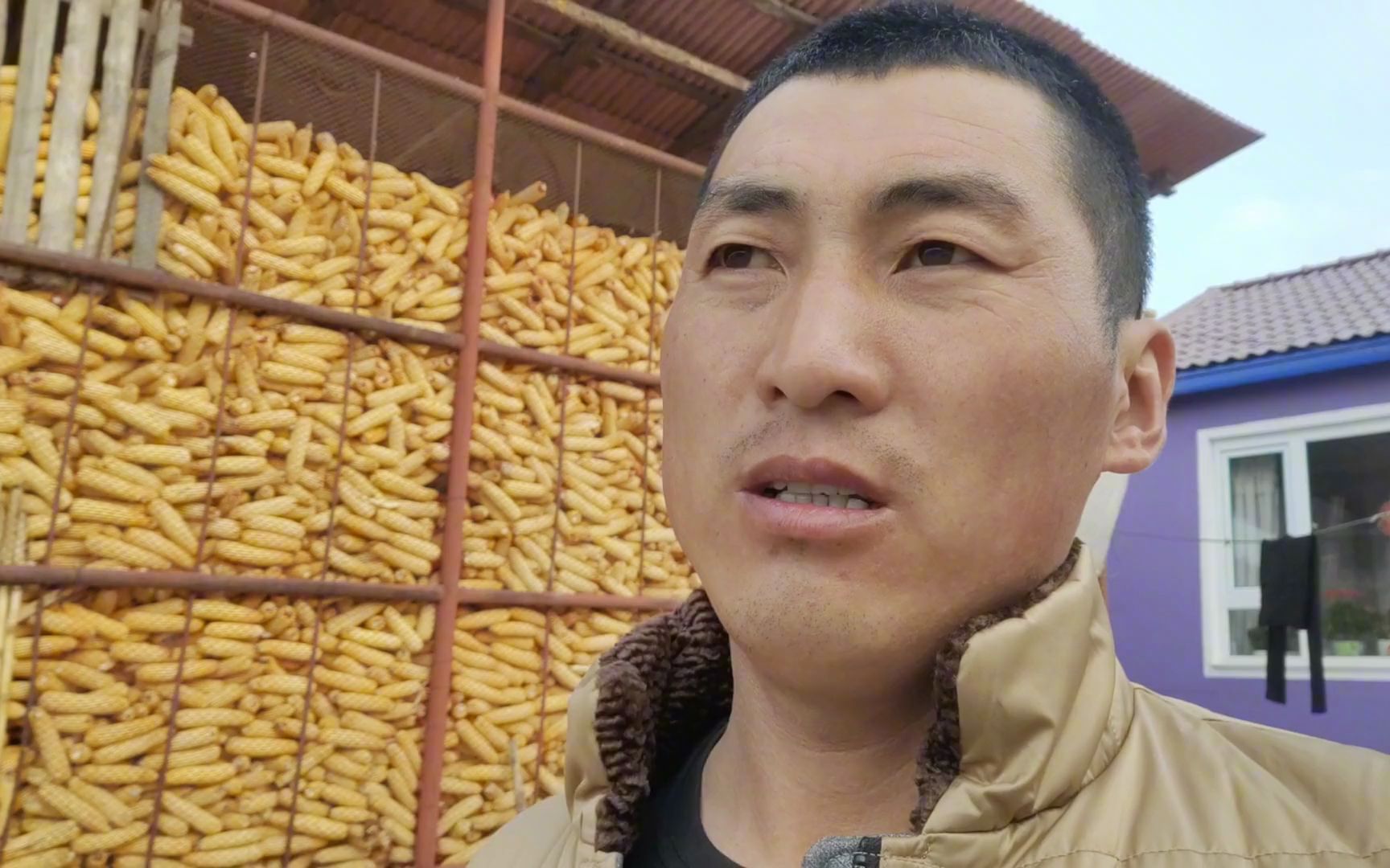 东北大伟,在农村普通人家一年的收入就指着苞米,真不容易