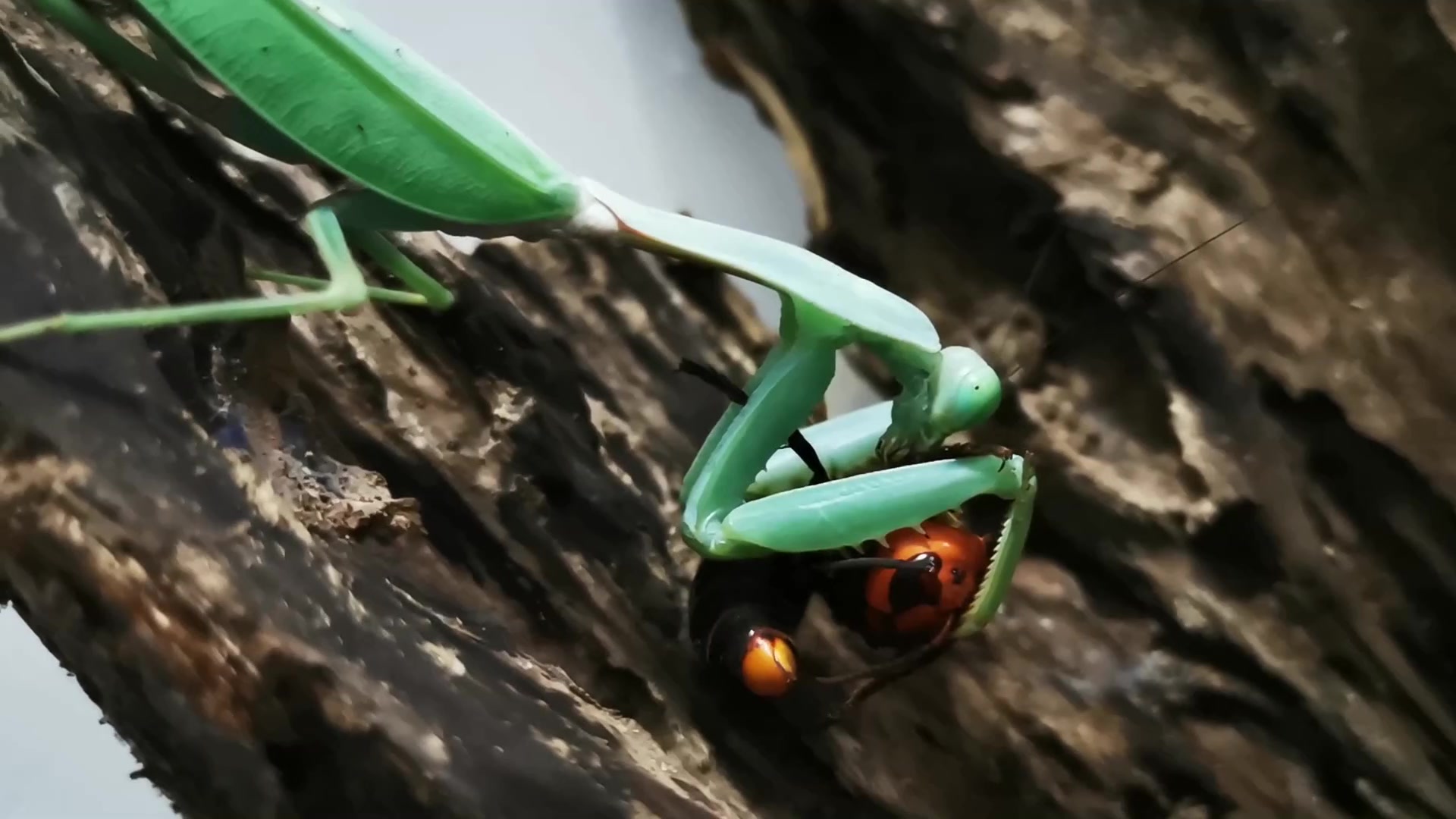 泰国盾螳vs残血红金环胡蜂