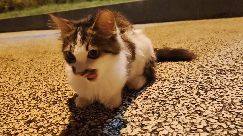 可爱的大肥猫到处找虫子吃夏日的河边饱了就犯困