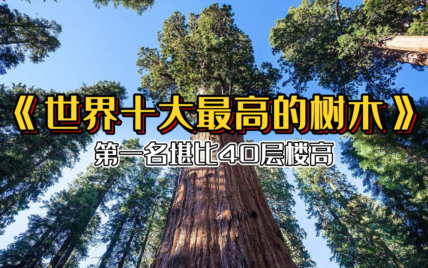 [图]世界十大最高的树木！它们既是最高，也是自然界最大的生物的