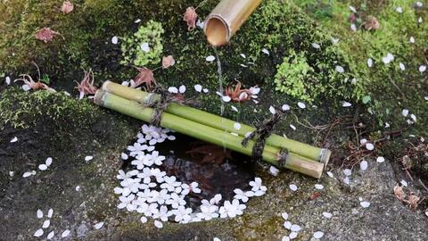 心癒される、美しい京都の四季風景___