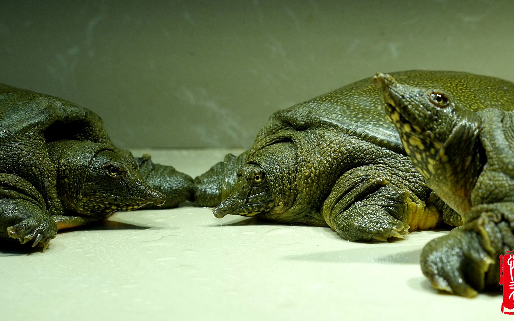 大厨们突发奇想,把三只甲鱼放在一起打群架,甲鱼蒙圈了:这仗怎么打?