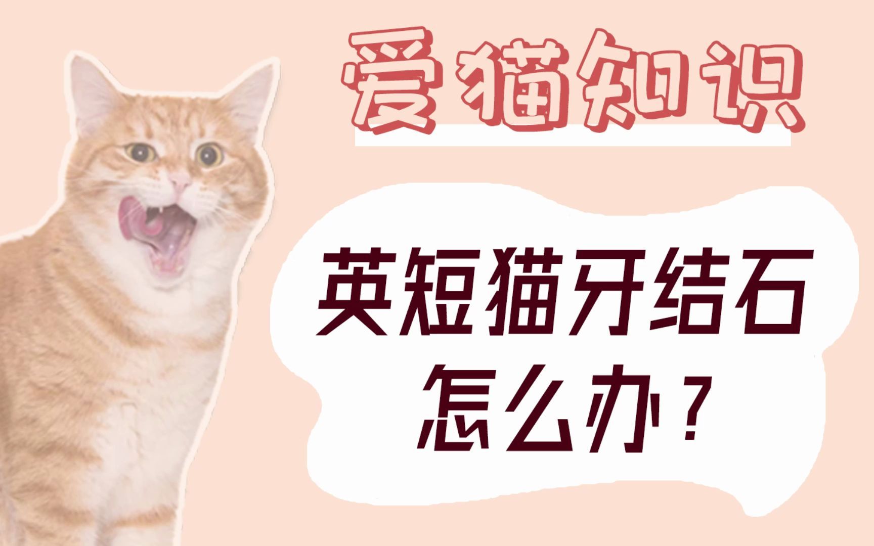 英短猫牙结石怎么治疗?哔哩哔哩bilibili