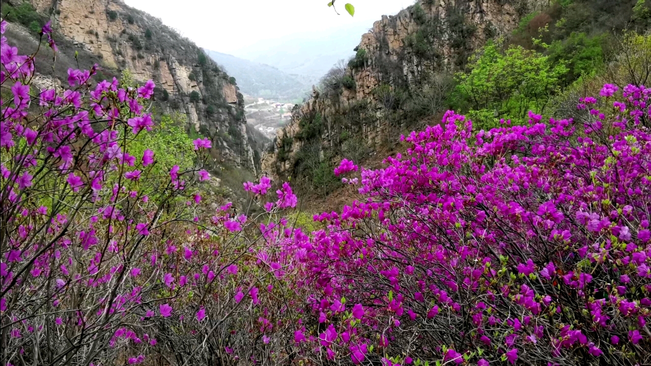 黄梁根赏杜鹃花