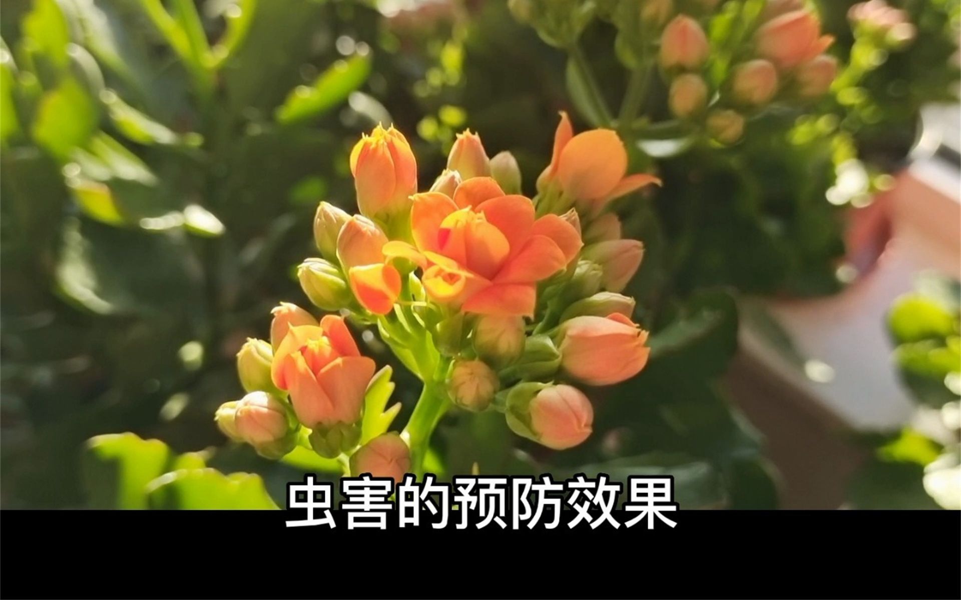 长寿花:蚜虫、蚧壳虫、白粉虱、蓟马、小黑飞、根粉蚧,用呋虫胺预防效果极佳.注意是预防、预防、预防,生虫之后治疗的效果不理想哔哩哔哩bilibili