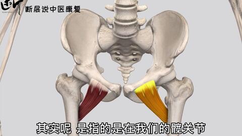 每日一肌 耻骨肌 大腿根疼痛 慢性盆腔痛 还有这些问题 完整字幕版 哔哩哔哩