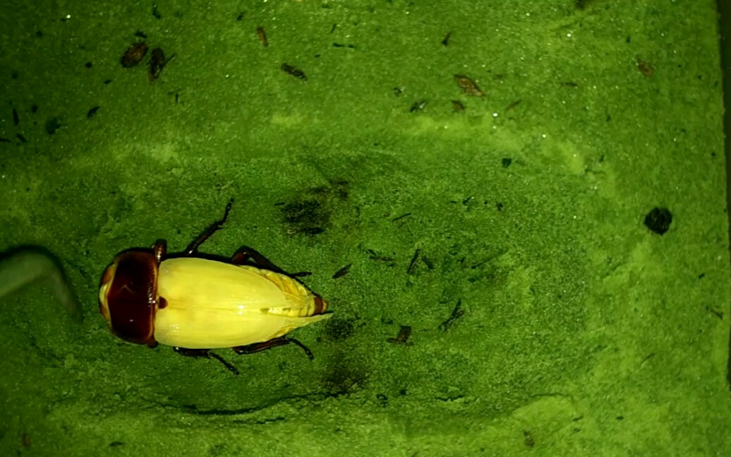 中华大扁锹母虫羽化进行时