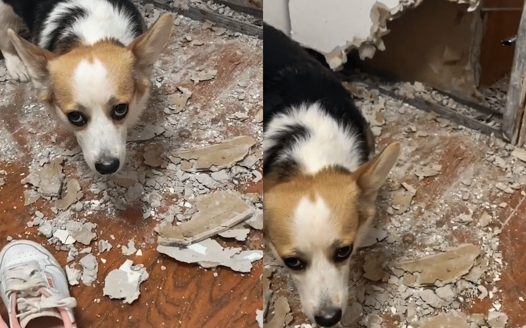 拆家狂魔!南京一狗狗趁主人不在疯狂拆家,墙壁都挖空了