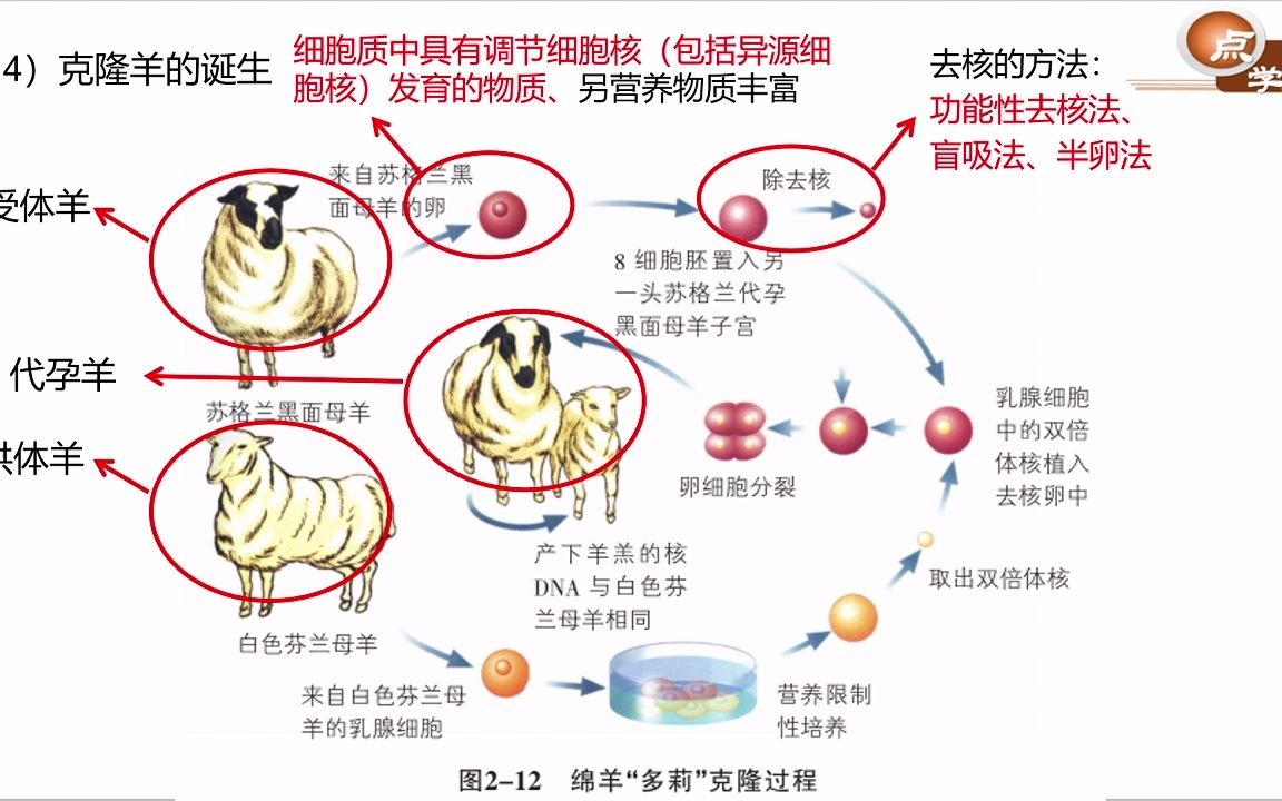 [图]第36讲 动物克隆（三）