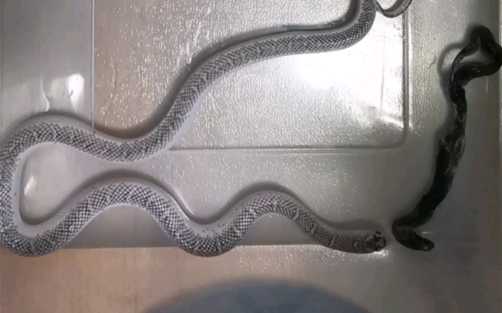 ax白边布鲁克王蛇公20211204 11,称重32g