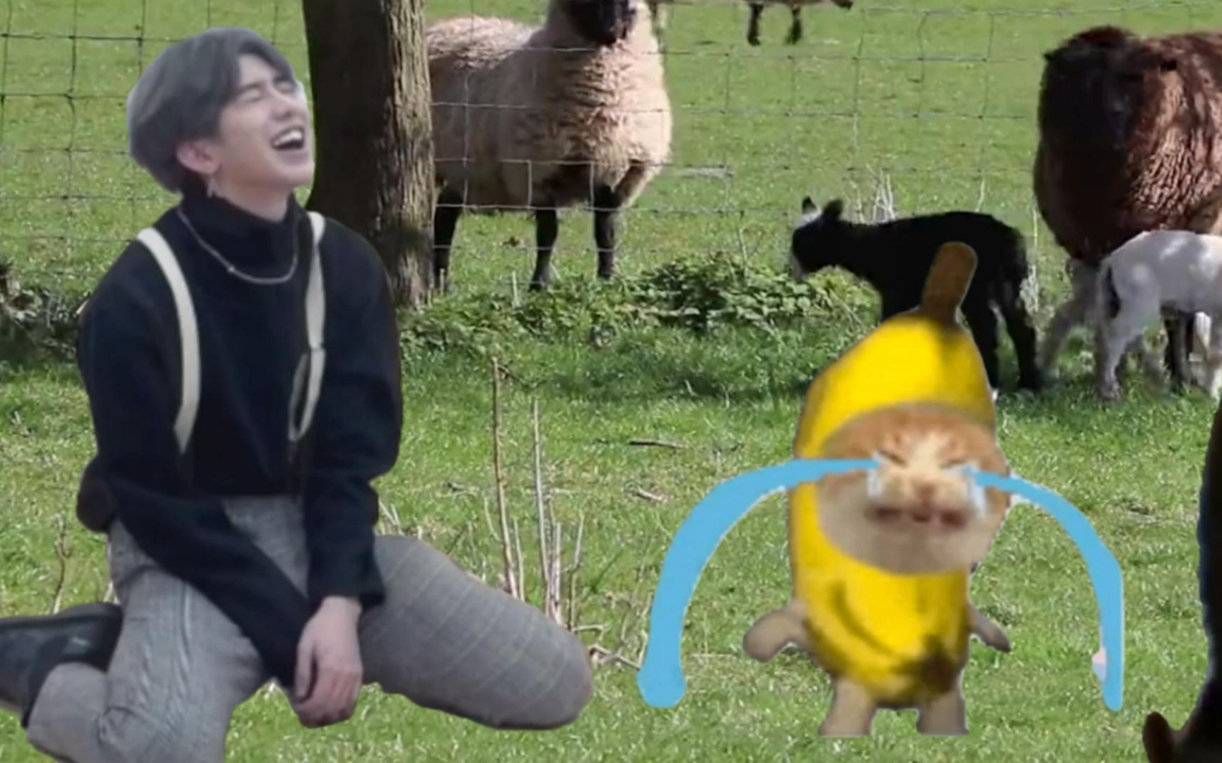 让坤坤和香蕉猫震惊的一幕