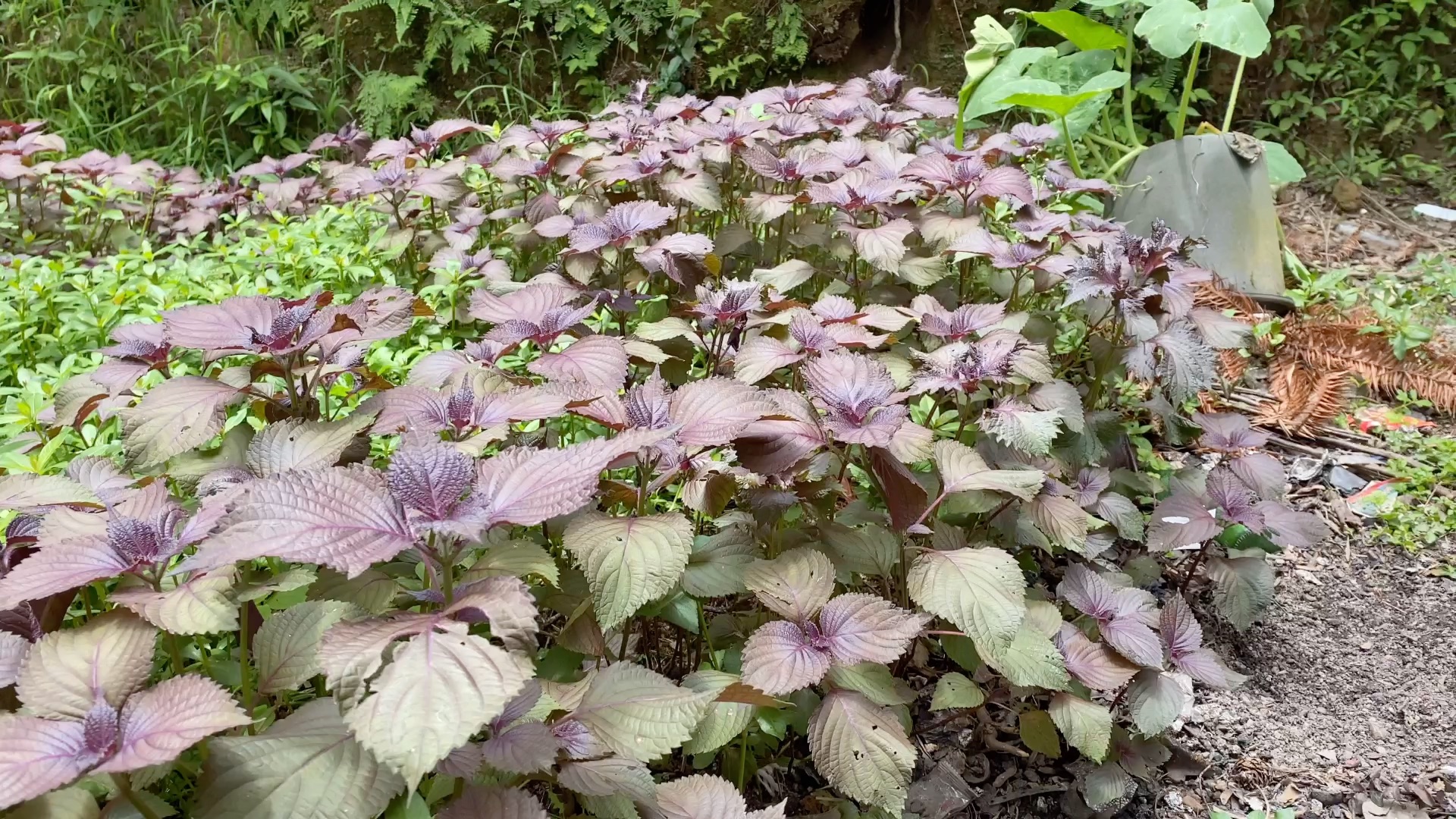 在农村寻找野菜——紫苏