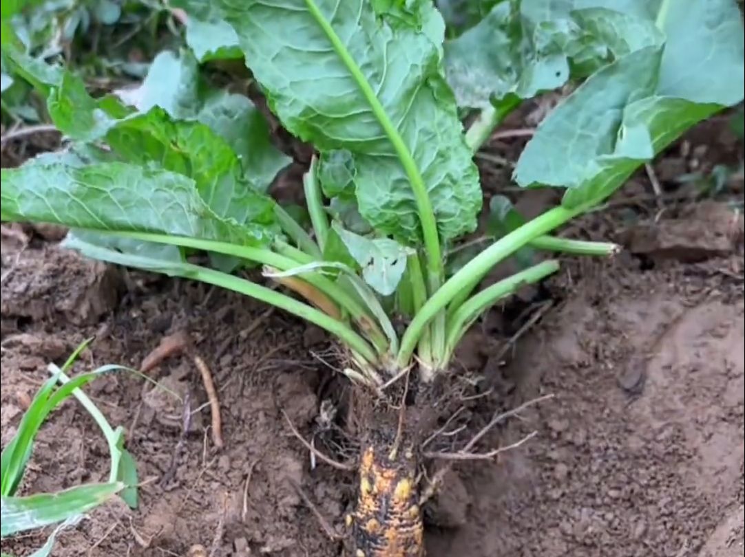 土大黄又叫野菠菜 牛舌头草 金不换,你认识吗?哔哩哔哩bilibili