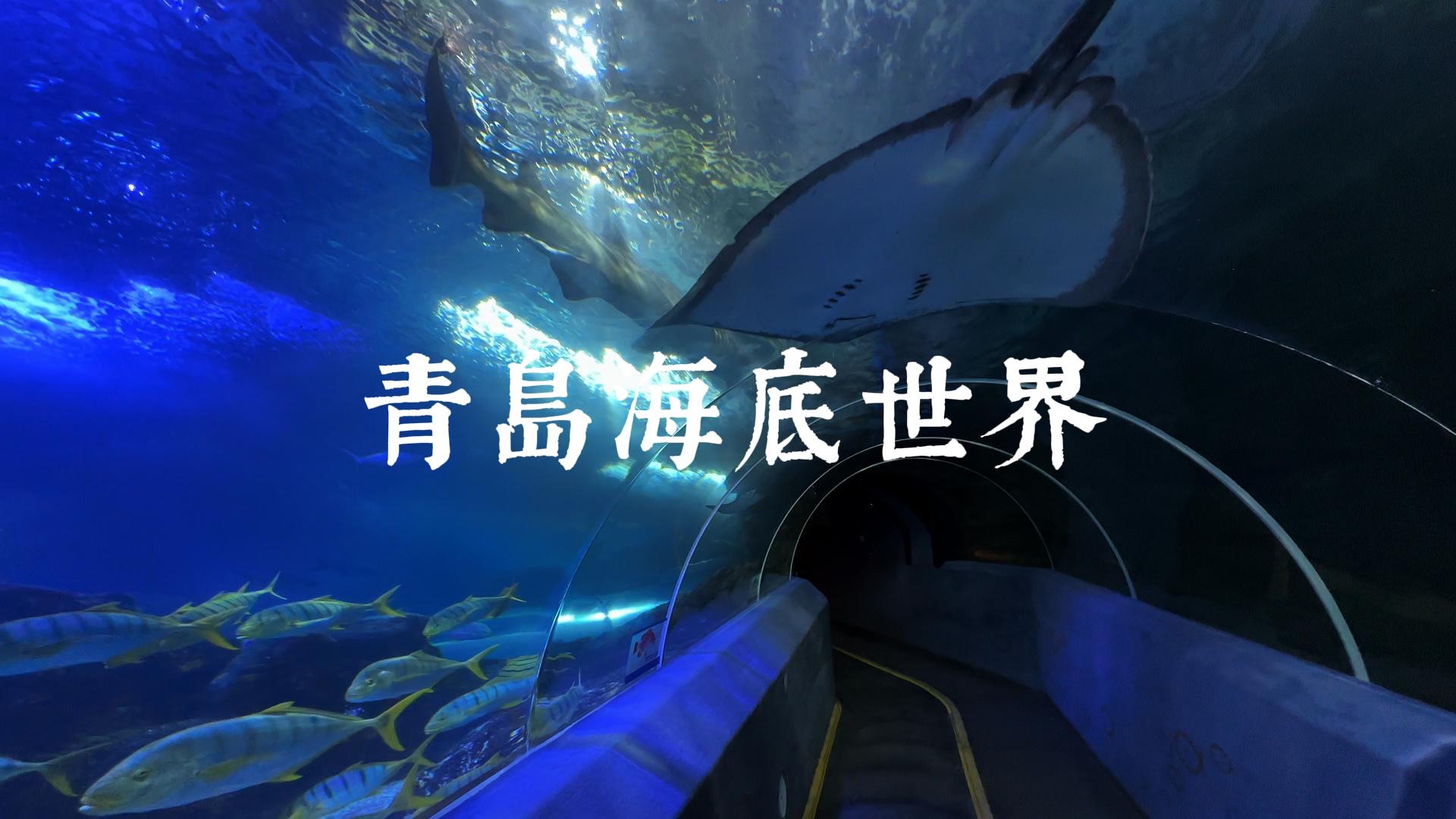 青岛海底世界/青岛水族馆/水母宫/海豹馆哔哩哔哩bilibili