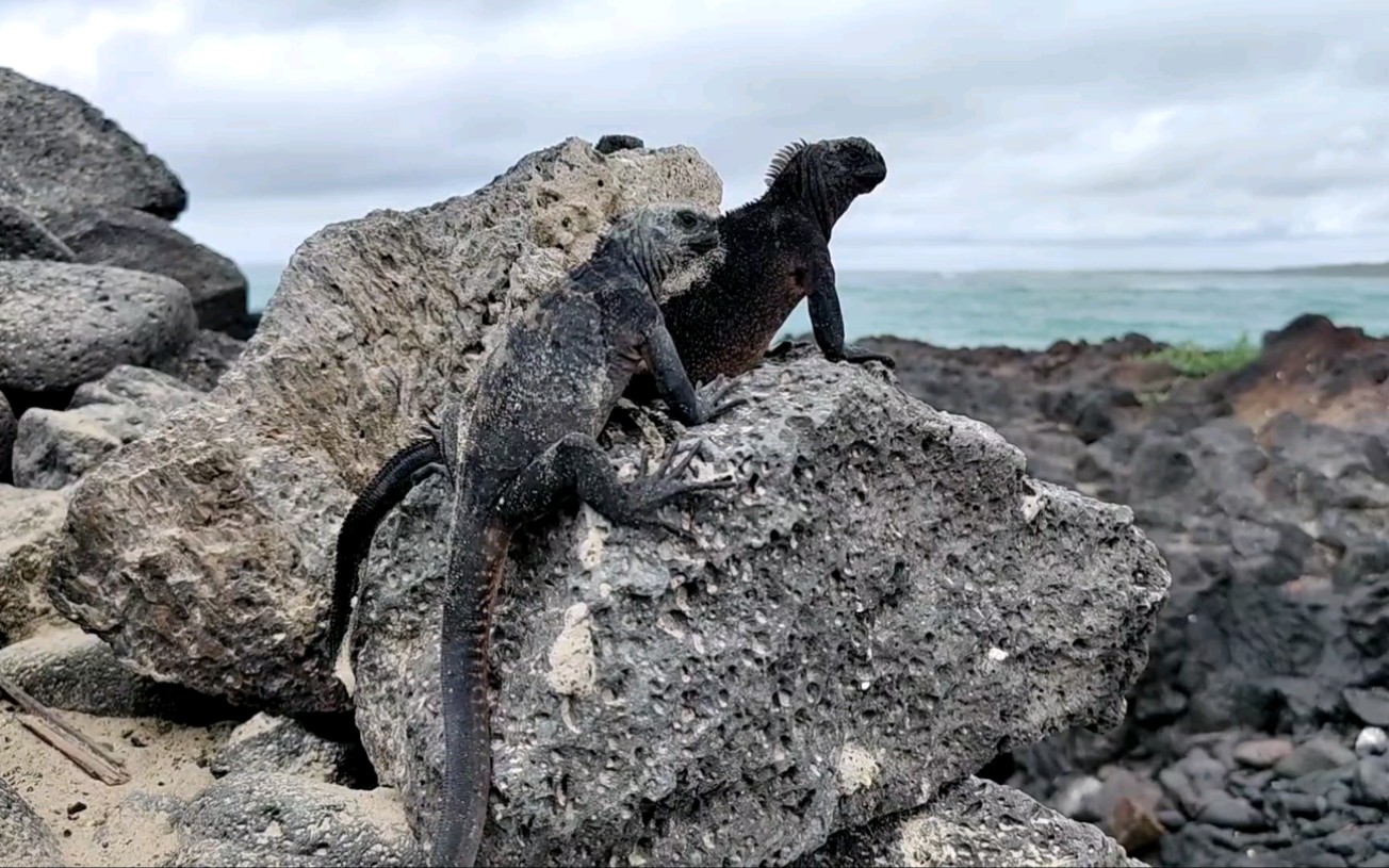 [图]Marine Iguana, Galapagos