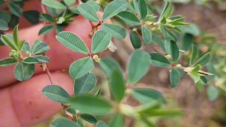 掐不齐草,一种草药.